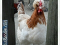 Racaire_schoenbrunn-02-2014_huhn3